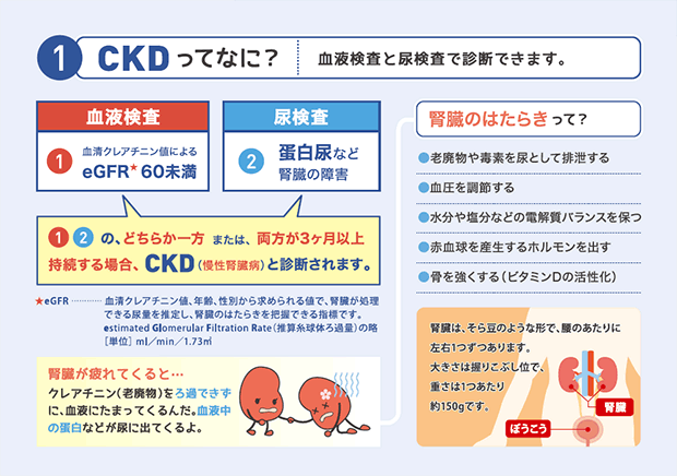 健康づくり応援シリーズ③ 腎臓をまもろう 知っていますか？ＣＫＤ 